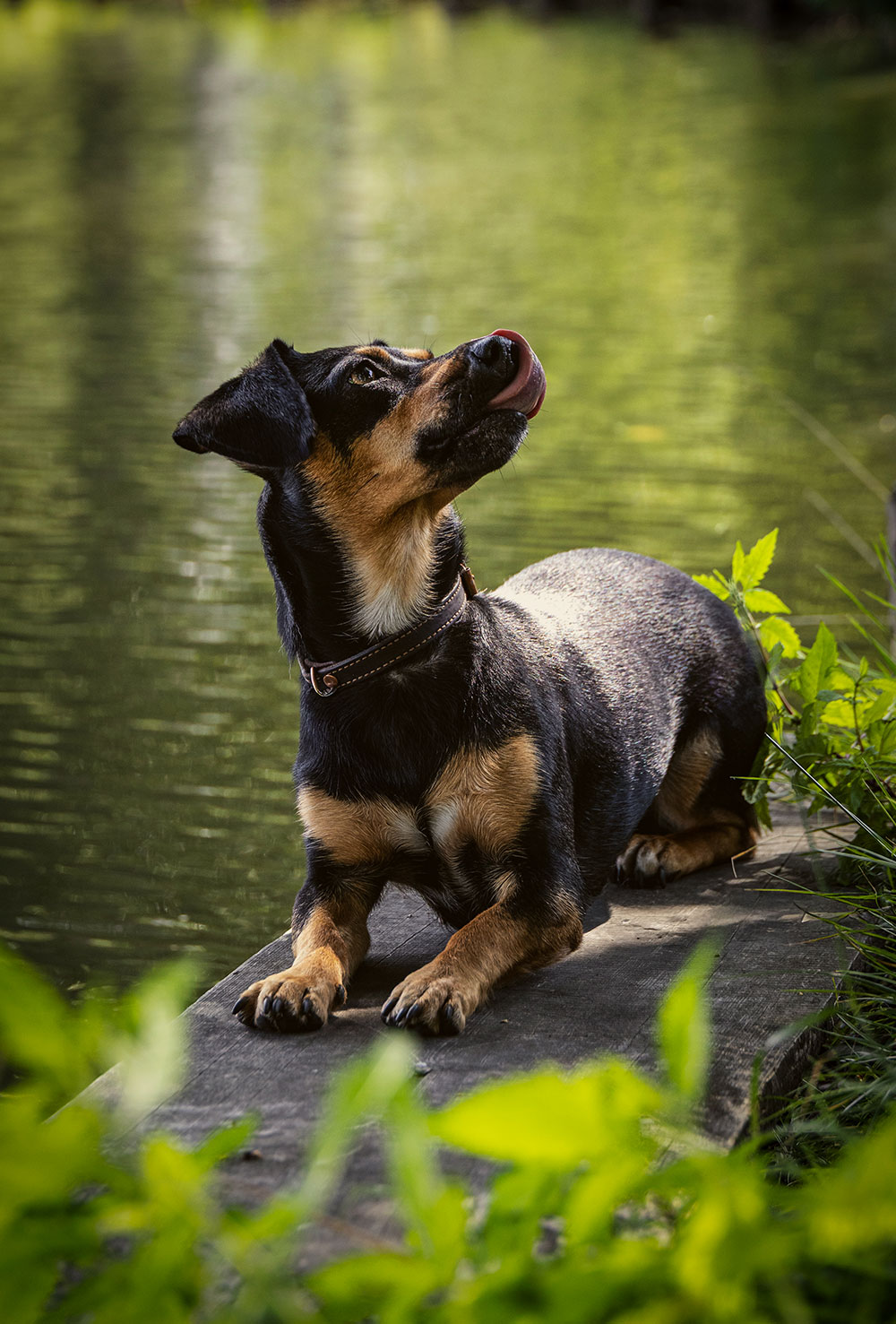 Fotostudio Hundefotografie Fotostudio Hundefotografie